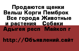 Продаются щенки Вельш Корги Пемброк  - Все города Животные и растения » Собаки   . Адыгея респ.,Майкоп г.